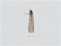 藏品(蟻蛉17)的圖片